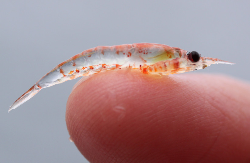 Krill is seen on a finger (illustrative).  (credit: Wikimedia Commons)