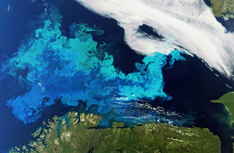 Phytoplankton flourish in the Barents Sea near northern Europe.  The high concentration allows these microscopic organisms to be seen through the staining of their collective chlorophyll.  (credit: Wikimedia Commons)