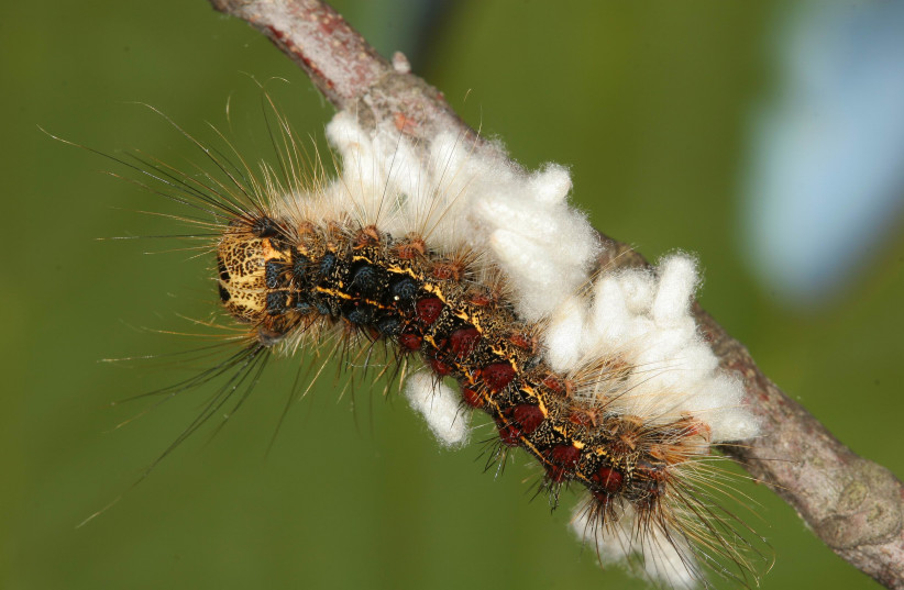 The invasive gypsy moth caterpillar. (photo credit: Wikimedia Commons)