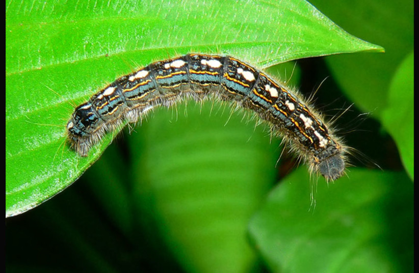 forest tent caterpillar moths. (credit: Wikimedia Commons)