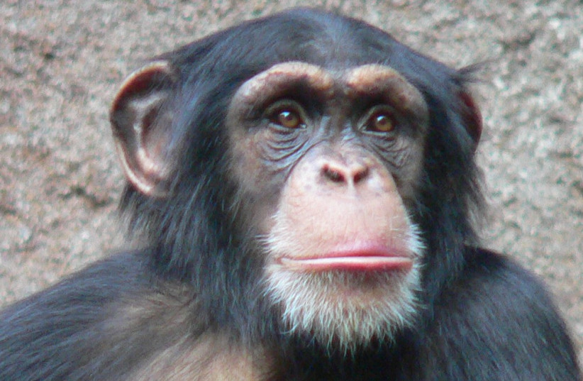  A Chimpanzee  (credit: VIA WIKIMEDIA COMMONS)