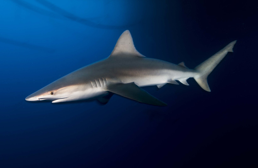  Sandbar sharks (credit: HAGAI NETIV/MORRIS KHAN STATION FOR SEA EXPLORATION IN HAIFA UNIVERSITY)