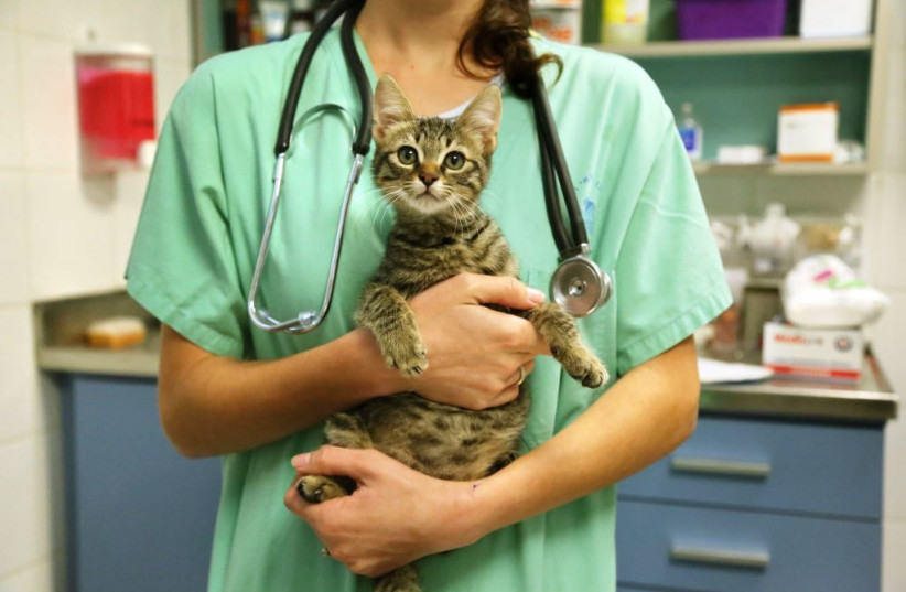 Cats injured in wildfires at risk of deadly blood clots - Vimarsana News