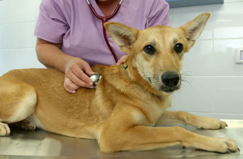  A dog is seen being treated at the clinic of SPCA Israel. (credit: Chaim Schwartzenberg)