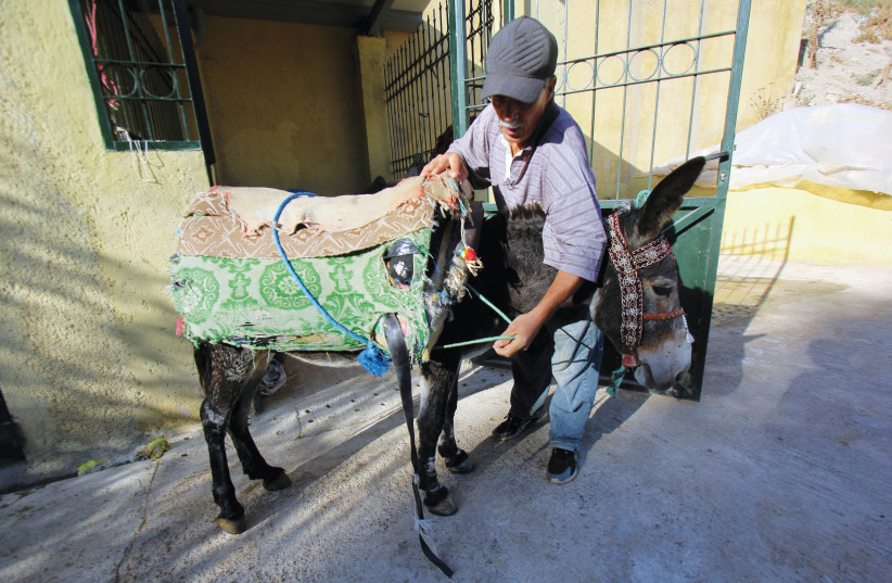  PREPARING A donkey at a shelter providing free care for city donkeys and mules, in Fez, Morocco. The book analyzes ethical law relating to helping others when their animals have trouble hauling goods.  (photo credit: SHEREEN TALAAT/REUTERS)