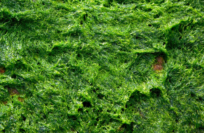  Algae (photo credit: PIXABAY)
