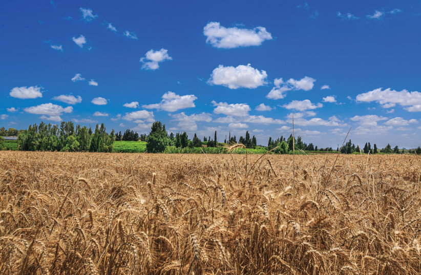 Wheat Field in Israel (credit: EDI ISRAEL/FLASH90)