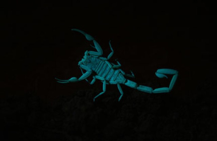  Arizona bark scorpion Centruroides sculpturatus glowing under ultraviolet light. (photo credit: Wikimedia Commons)