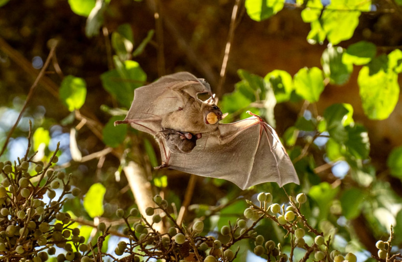 A baby bat with its adoptive mother (photo credit: TEL AVIV UNIVERSITY)