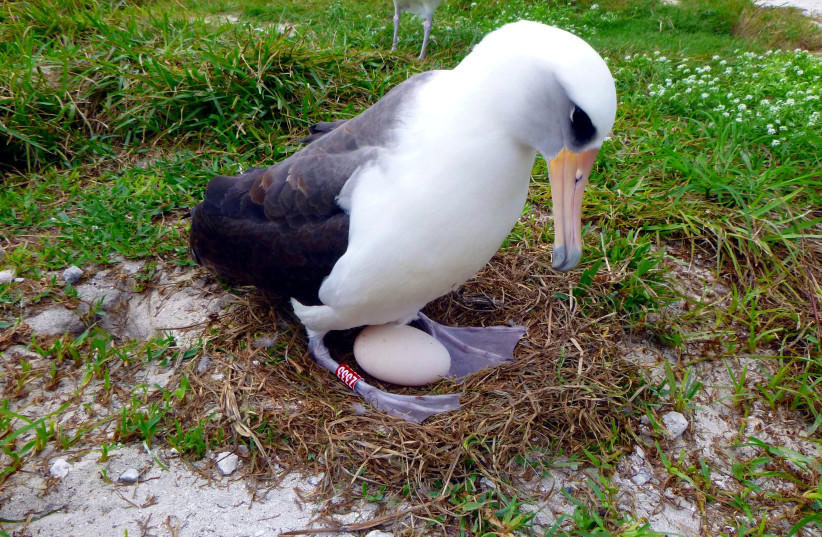  Wisdom a Laysan albatross incubates her egg in Midway Atoll National Wildlife Refuge and Battle of Midway National Memorial. (credit: Handout via Reuters)