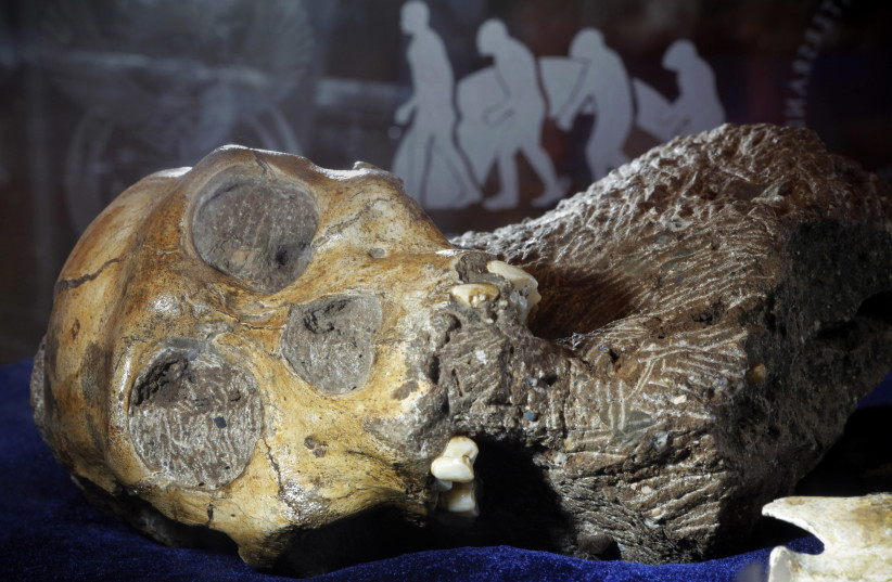 The recently discovered skeleton of an australopithecine boy sits on display at the Iziko South African Museum in Cape Town, April 24, 2010. (credit: REUTERS/MIKE HUTCHINGS)