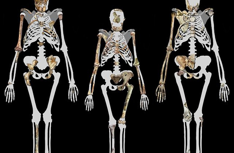  Malapa Hominin 1 (MH1) left, Lucy (AL 288-1 (Centre), and Malapa Hominin 2 (MH2) right. Image compiled by Peter Schmid courtesy of Lee R. Berger, University of the Witwatersrand. (photo credit: Wikimedia Commons)