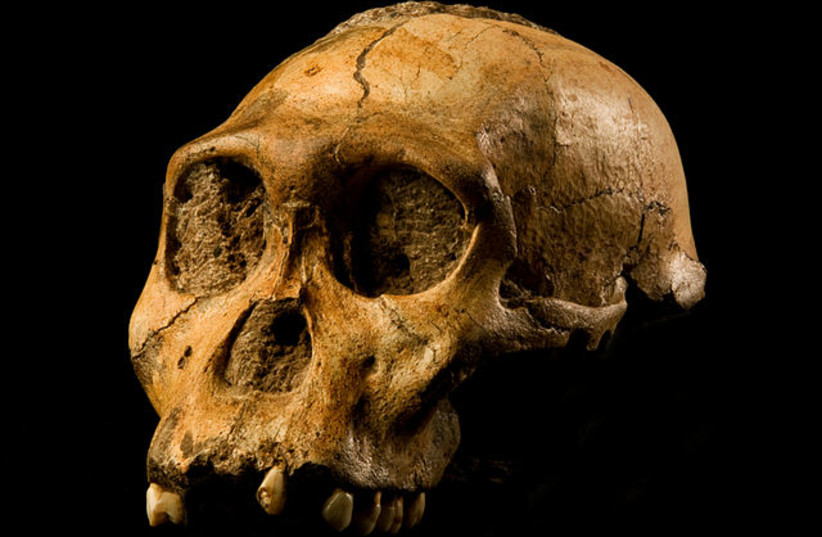  The cranium of Malapa hominid 1 (MH1) from South Africa, named ''Karabo''. The combined fossil remains of this juvenile male is designated as the holotype for Australopithecus sediba. (credit: Wikimedia Commons)