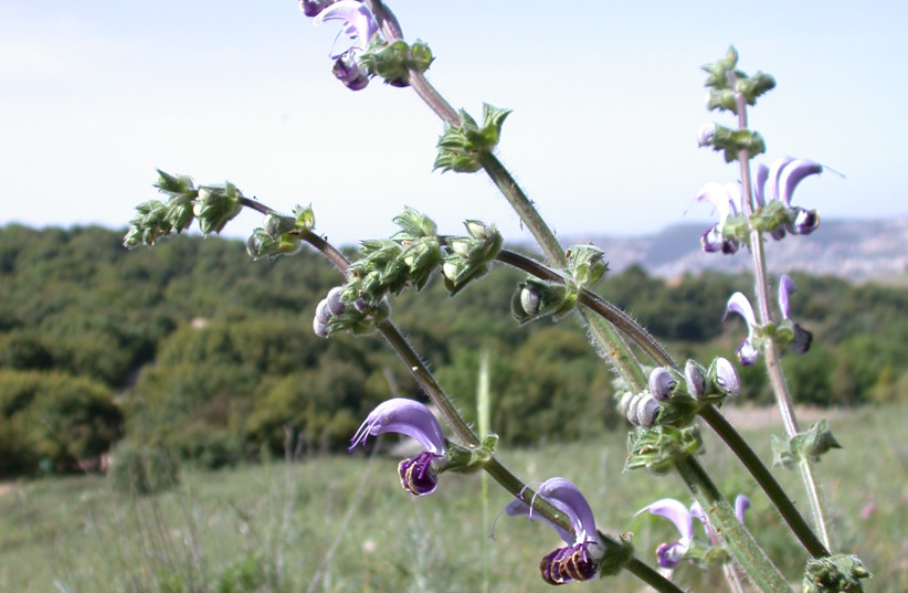  SALVIA, A member of the sage family.  (photo credit: Wikimedia Commons)