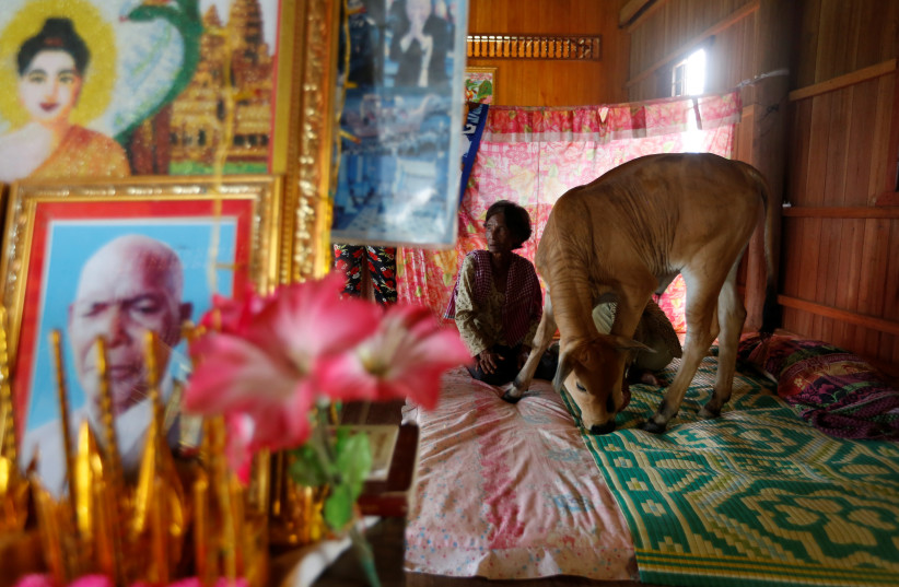  Khim Hang, 74, sits at her bedroom with a cow which she believes is her reborn husband in Kratie province, Cambodia, July 18, 2017. (credit: REUTERS/SAMRANG PRING)