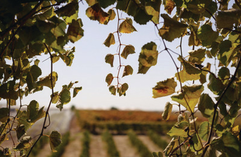  The vines at Bravdo winery. (photo credit: LAURA BEN DAVID)
