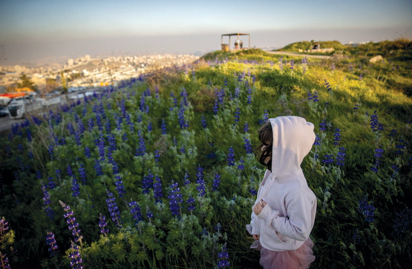  Lupine Hill: About to be mowed over? (photo credit: YONATAN SINDEL/FLASH90)