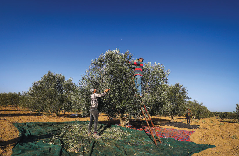  PALESTINIANS COLLECT olives during the annual harvest season, in the Gaza Strip in September.  (photo credit: ABED RAHIM KHATIB/FLASH90)