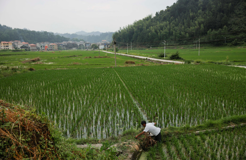 A farmer tends to his rice field in the village of Yangchao in Liping County, Guizhou province, China, June 11, 2021. (credit: REUTERS/THOMAS PETER)