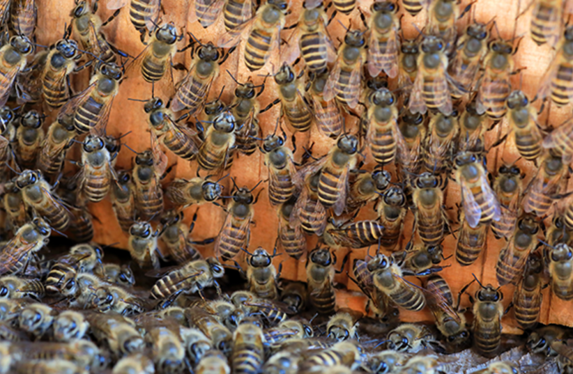  Asian honey bees in Japan (credit: feathercollector/Shutterstock)