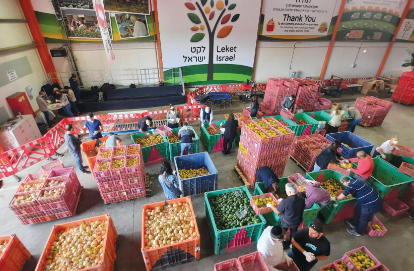  VOLUNTEERS SORTING and packing fresh, rescued produce at Leket Israel, to be distributed to Israelis in need throughout the country. (credit: LEKET ISRAEL)