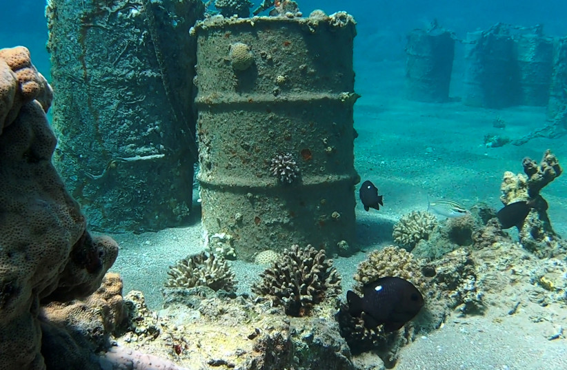  A still image taken from underwater video footage shows corals and fish near barrels, as divers from Israel Nature and Parks Authority remove corals from objects, in the Red Sea, near Katza beach in Eilat (photo credit: REUTERS)