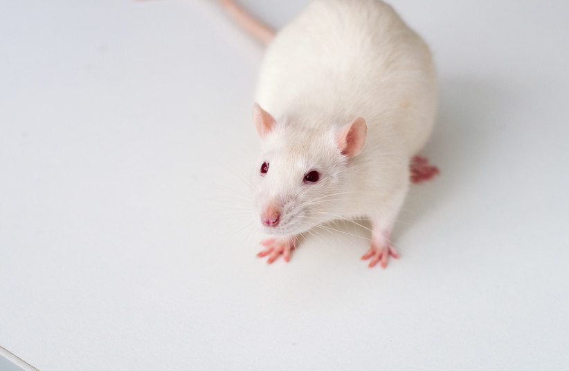  White rat (credit: Wikimedia Commons)