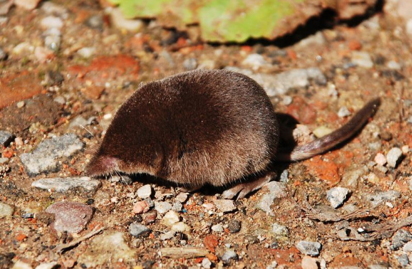  Pygmy shrew (credit: FLICKR)