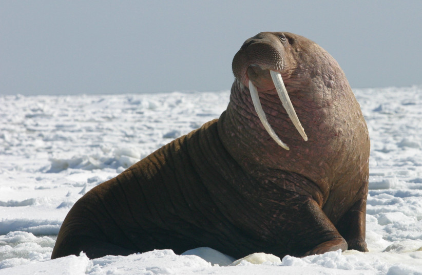  Walrus (photo credit: Wikimedia Commons)