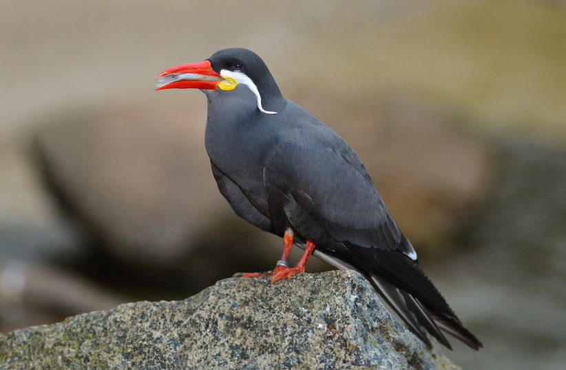  Inca Terns (credit: Wikimedia Commons)