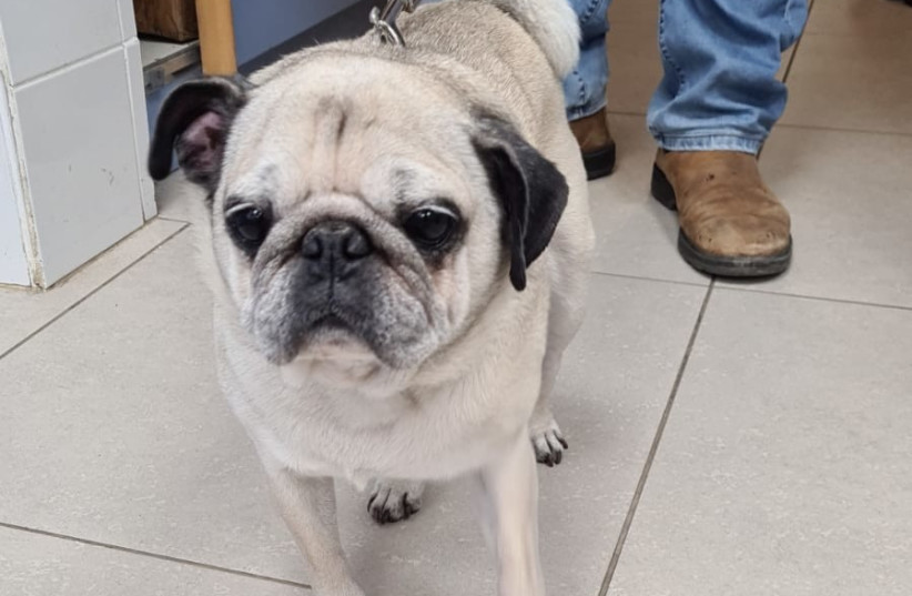 Toy, a 10-year-old pug, was abandoned in just the last two weeks. (photo credit: SPCA Israel Archives)