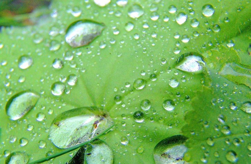 Water droplets on a green leaf (illustrative). (credit: Wikimedia Commons)