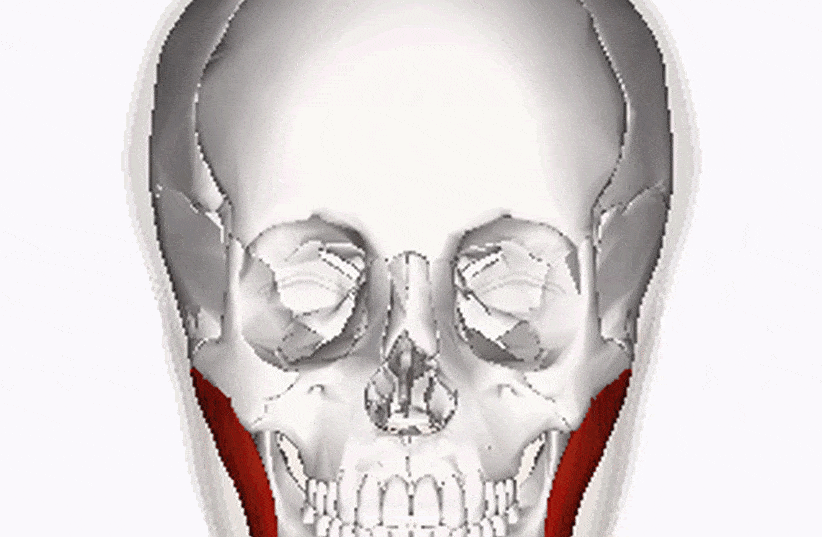 An animation of the masseter muscle. (credit: Wikimedia Commons)