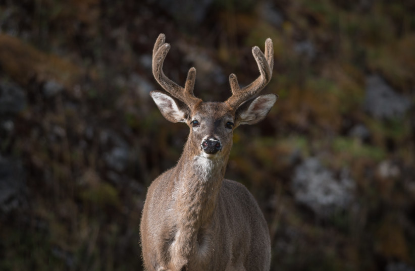 White-tailed deer (photo credit: Sebastian Di Domenico/Wikimedia Commons)