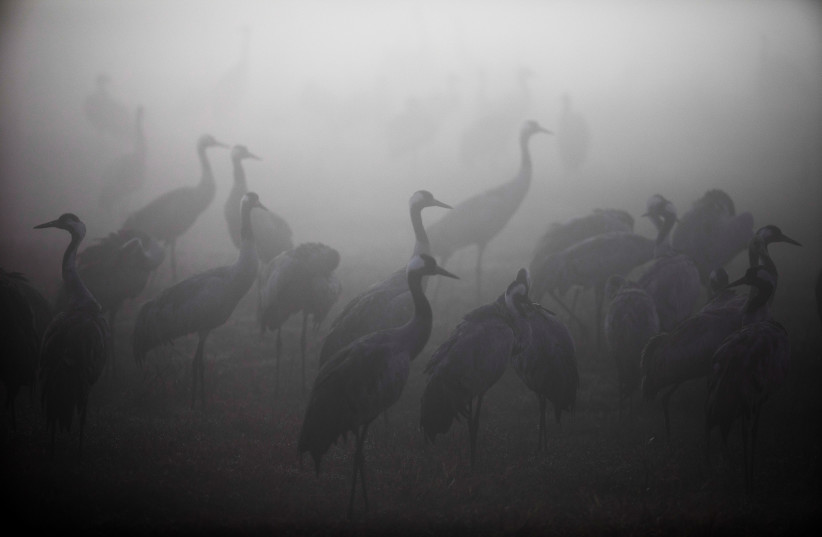 Cranes gather during the migration season on a foggy morning at Hula Nature Reserve, in northern Israel, November 17, 2020. (photo credit: REUTERS/Ronen Zvulun)
