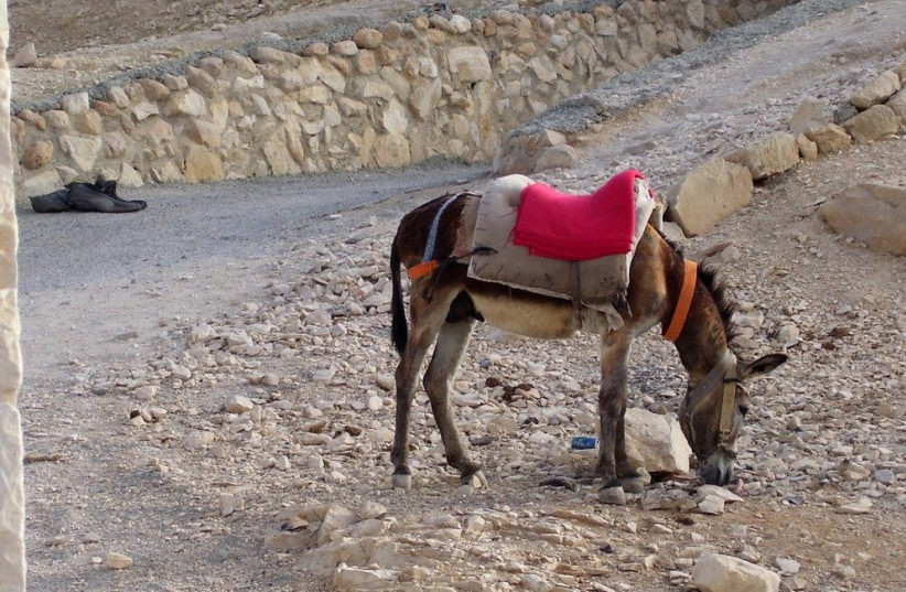  Donkey in the Israeli desert (Illustrative) (photo credit: PIXABAY)