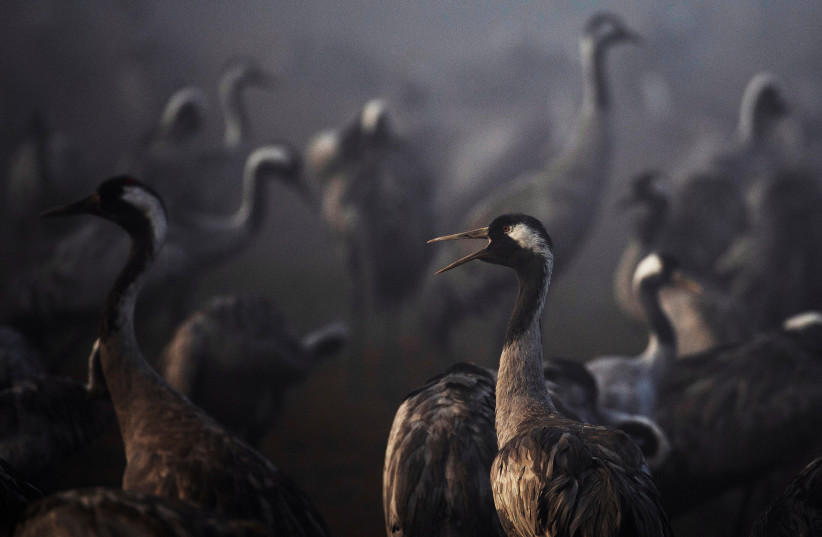  Cranes gather during the migration season on a foggy morning at Hula Nature Reserve, in northern Israel (photo credit: REUTERS/RONEN ZVULUN/FILE PHOTO)