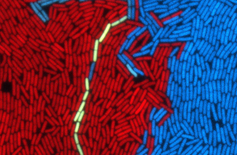  Bacteria which contain a "dormant" parasitic element (blue) are awakening and getting yellow in the presence of bacteria which do not contain the element (red). (photo credit: COURTESY/TEL AVIV UNIVERSITY)