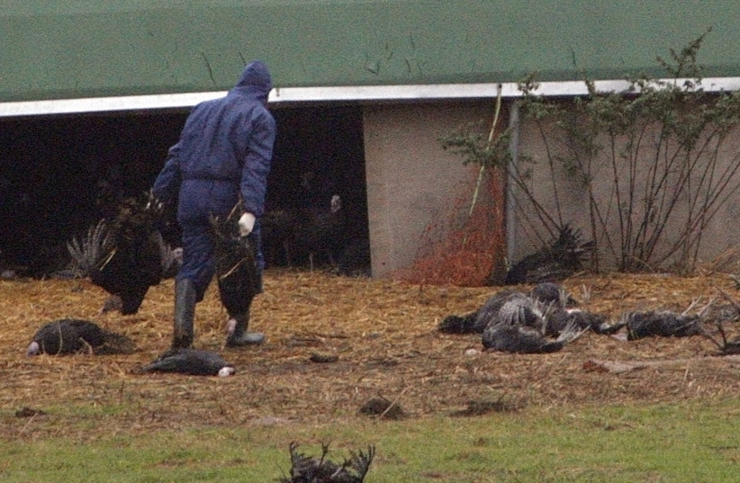 A worker gathers turkeys after avian flu was confirmed on Redgrave Park Farm in Diss, eastern England, November 13, 2007. (credit: REUTERS/DARREN STAPLES)