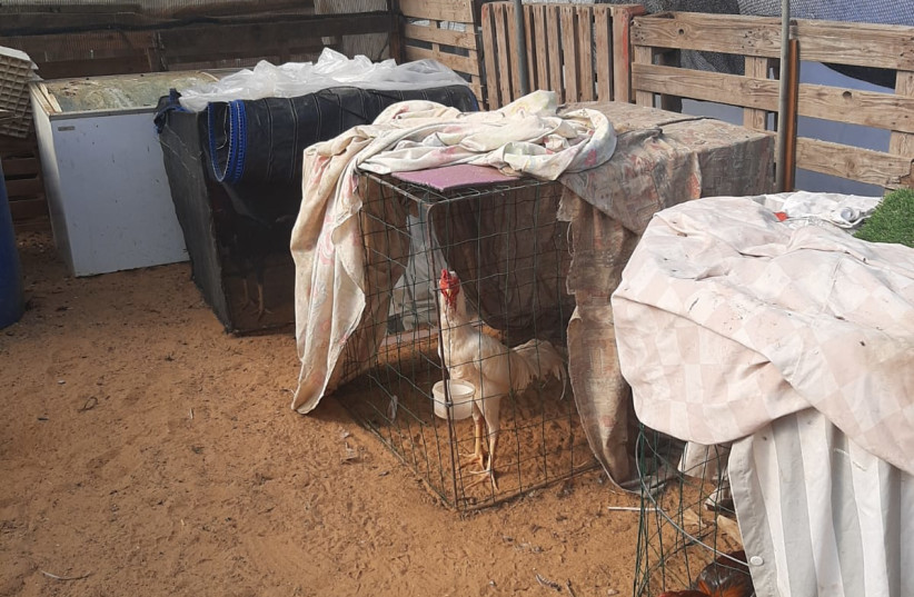  Chickens are seen in cages to be used as game cocks in illegal cockfights in Israel. (photo credit: AGRICULTURE AND RURAL DEVELOPMENT MINISTRY)