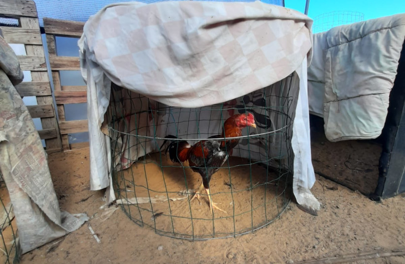  A chickens is seen in cages to be used as a game cock in illegal cockfights in Israel. (credit: AGRICULTURE AND RURAL DEVELOPMENT MINISTRY)