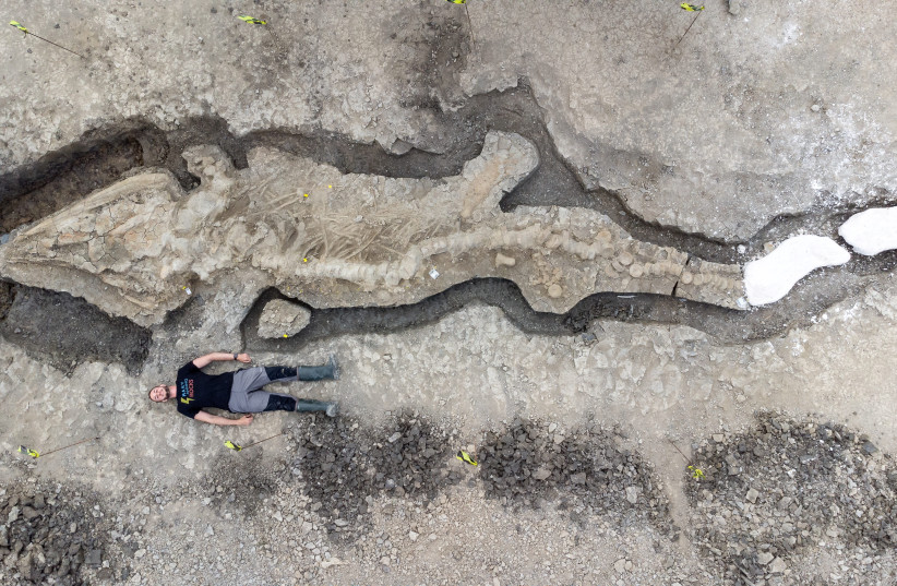  A man poses next to excavated remains of a Britain's largest ichthyosaur, at Rutland Water, Rutland county, Britain. (photo credit: Anglian Water/Matthew Power Photography via REUTERS)