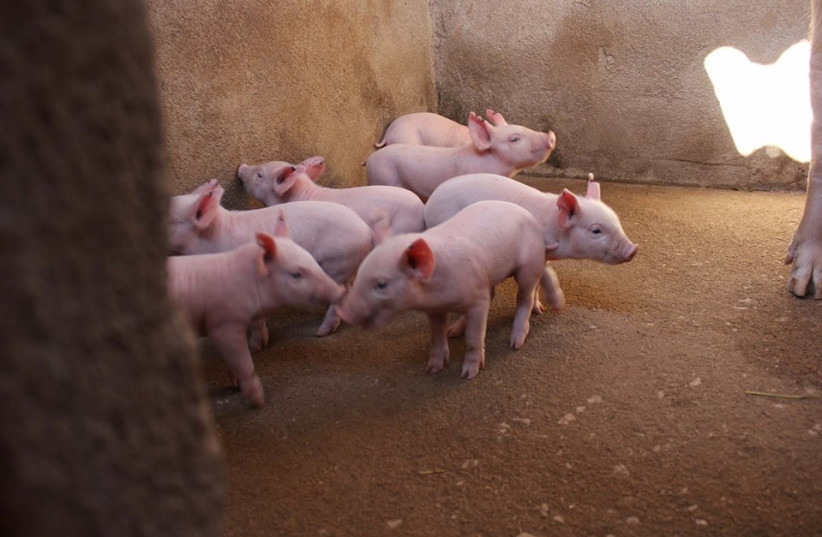 Porcelets dans une ferme porcine.  (crédit : Wikimedia Commons)
