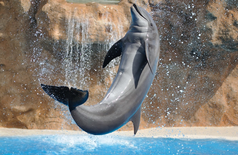  A bottlenose dolphin. (photo credit: Wikimedia Commons)