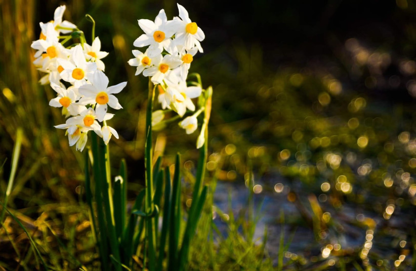  White daffodils at the Nov Meadow Nature Reserve (photo credit: YEHUDA WEINBERG)