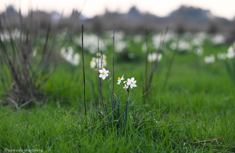   White daffodils at the Nov Meadow Nature Reserve (photo credit: YEHUDA WEINBERG)