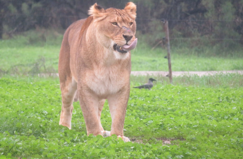  A lioness at Ramat Gan Safari. (credit: RAMAT GAN SAFARI)