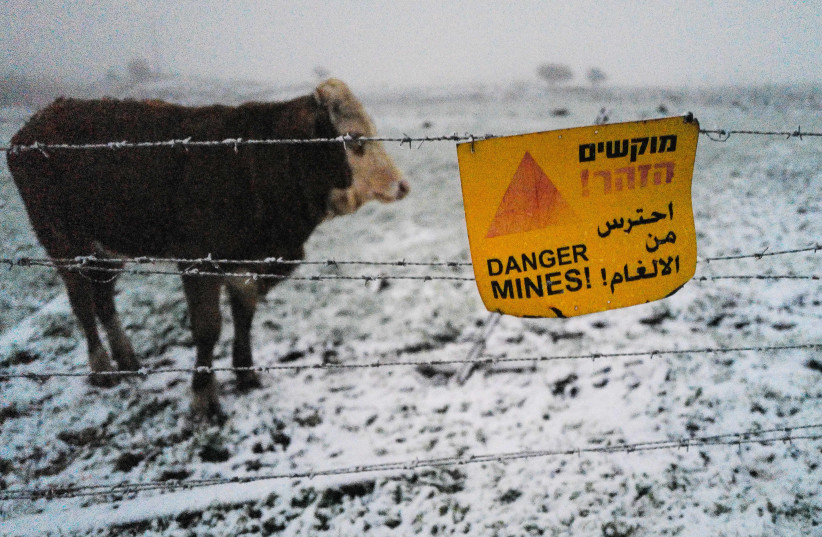  Cows next to a mines warning sign in the snow in the northern Golan Heights, January 19, 2022.  (credit: MICHAEL GILADI/FLASH90)