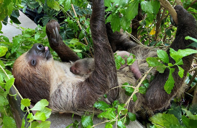  The Green Planet – Dubai's baby sloth clutches its mother's body. (photo credit: Courtesy)