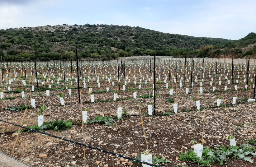  INVESTMENT IN the future: A new vineyard planted in Givat Yeshayahu. (credit: ADAM MONTEFIORE)